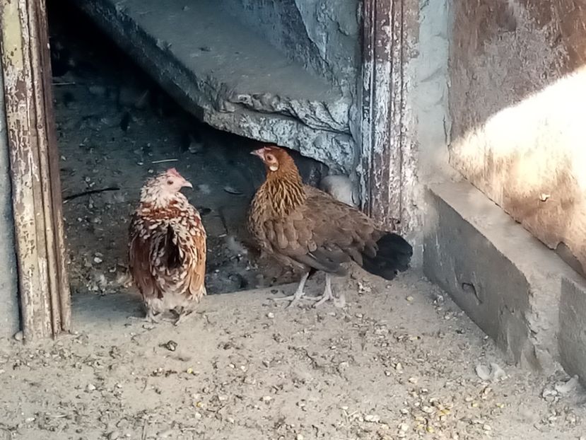  - Găini Pitice