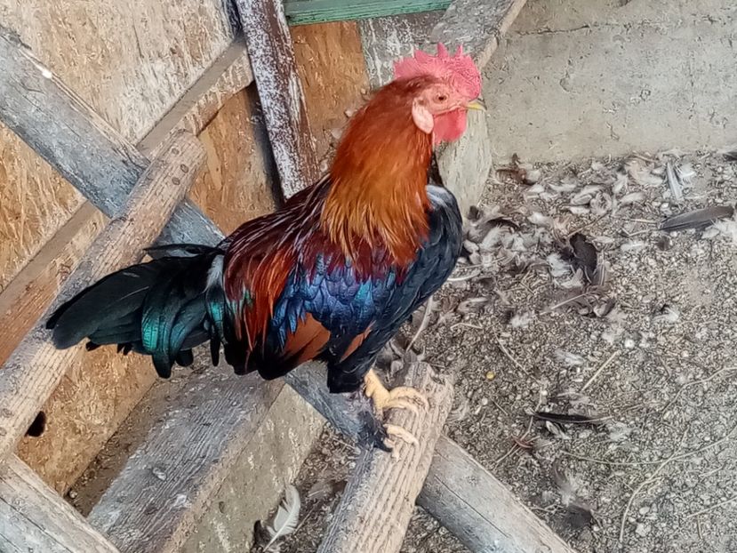  - Găini Pitice