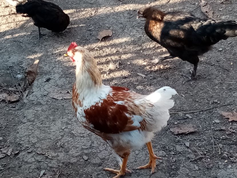  - Pui de găină mixtă moțată încălțată 2020