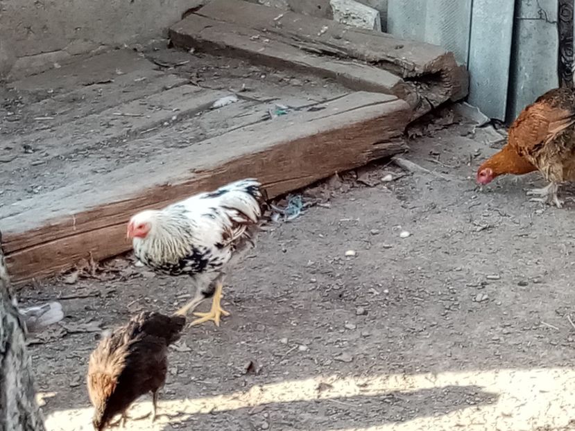  - Pui de găină mixtă moțată încălțată 2020