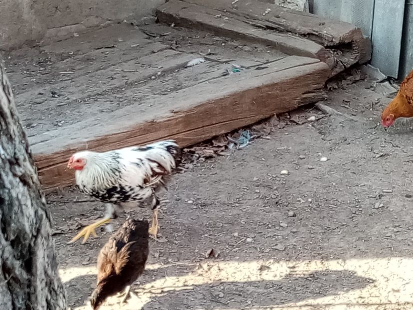  - Pui de găină mixtă moțată încălțată 2020