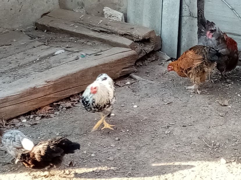  - Pui de găină mixtă moțată încălțată 2020