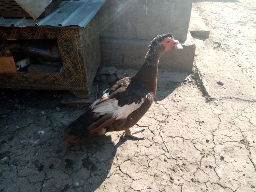  - Matca de rațe leșești 2020