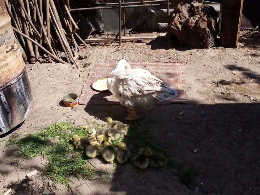  - Boboci de gâscă leșească 2020