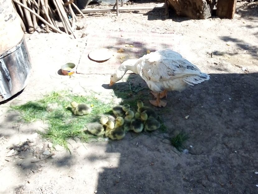  - Boboci de gâscă leșească 2020