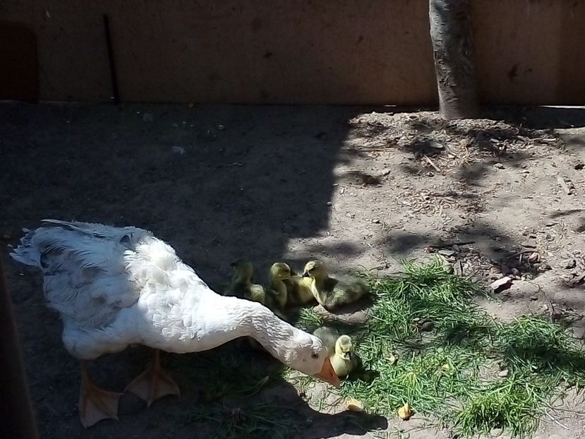  - Boboci de gâscă leșească 2020