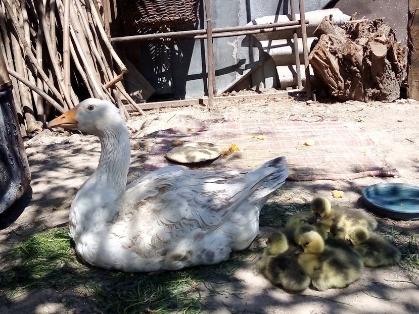  - Boboci de gâscă leșească 2020