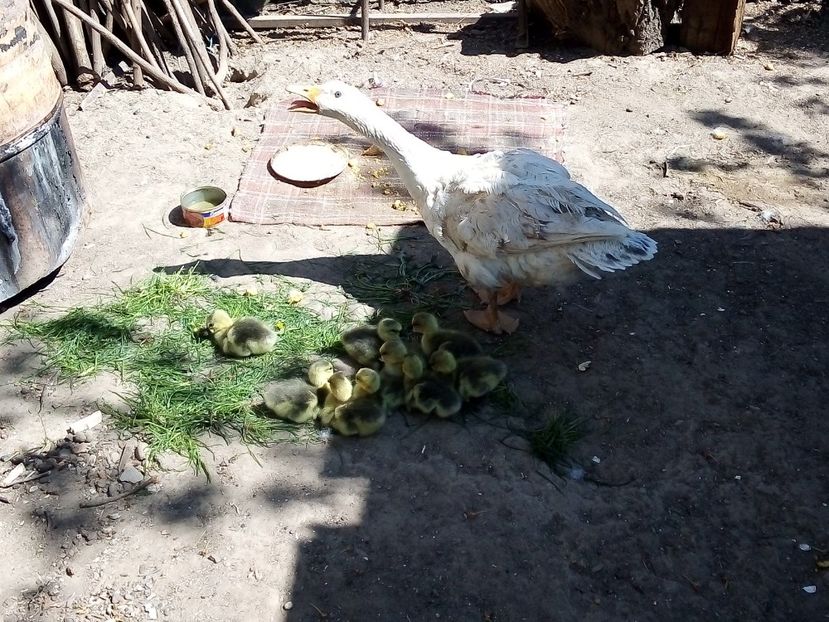  - Boboci de gâscă leșească 2020