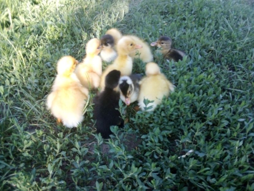  - Boboci de rață românească 2020