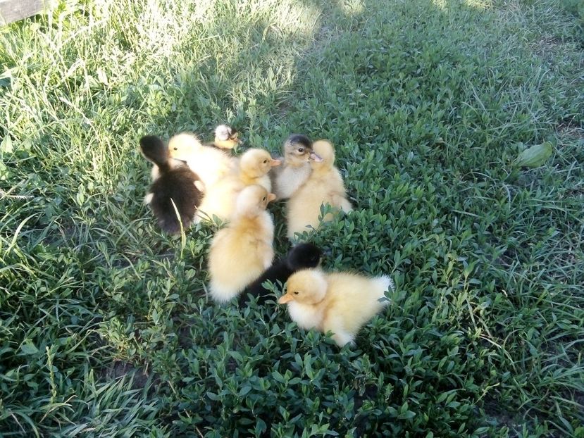  - Boboci de rață românească 2020