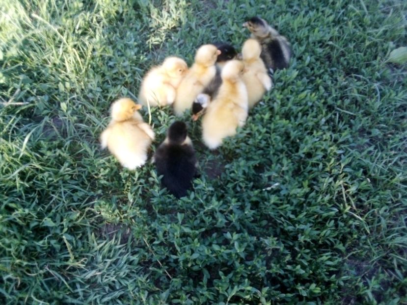  - Boboci de rață românească 2020