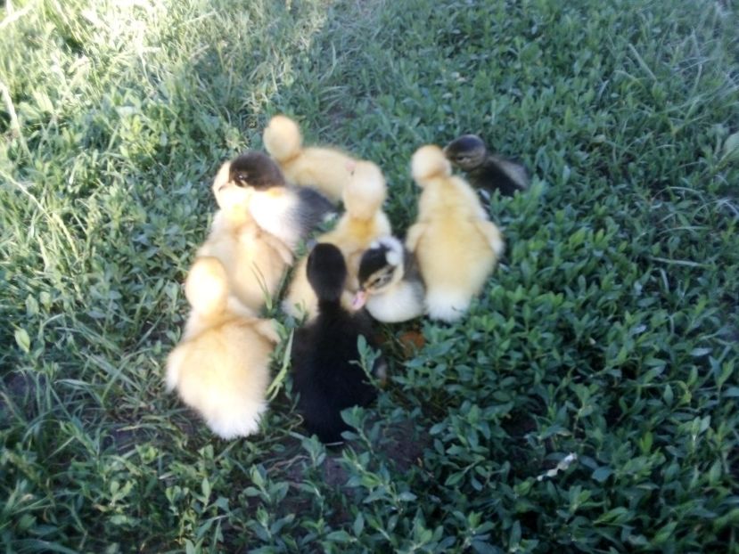  - Boboci de rață românească 2020