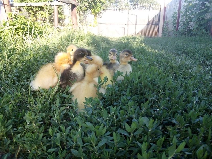  - Boboci de rață românească 2020