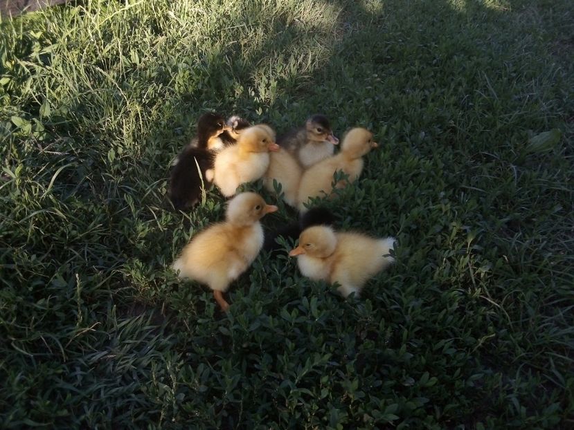  - Boboci de rață românească 2020