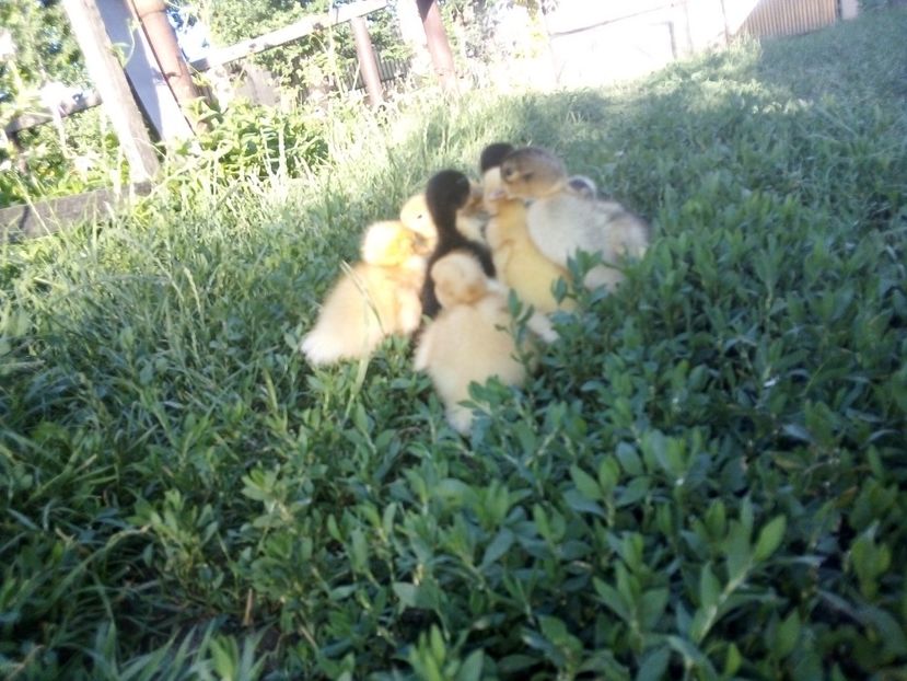  - Boboci de rață românească 2020