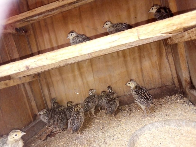  - Pui de fazan comun 2020