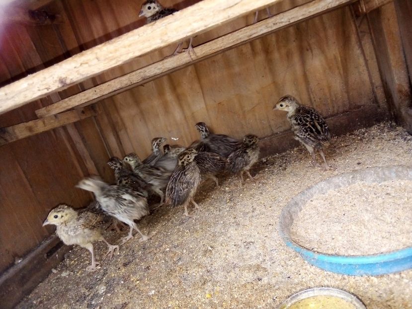  - Pui de fazan comun 2020