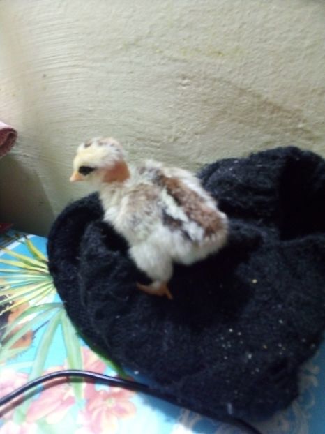  - Pui de găină pitică 2020