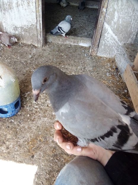  - Pui de porumbei standard 2020