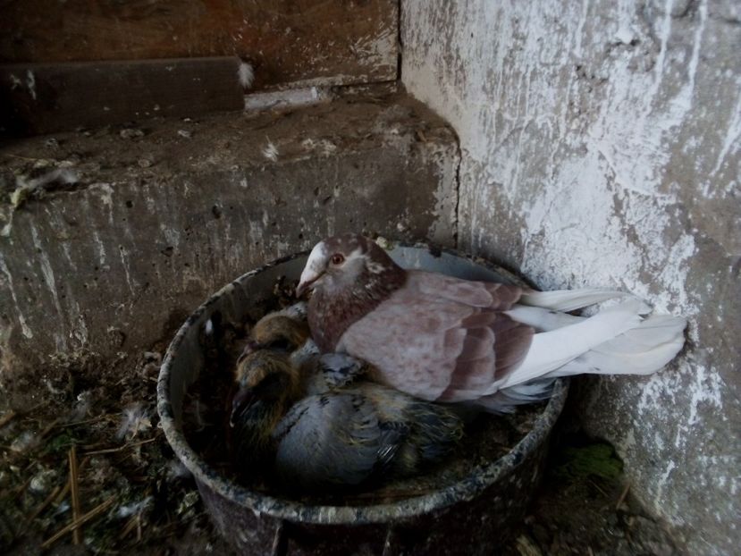  - Pui de porumbei standard 2020