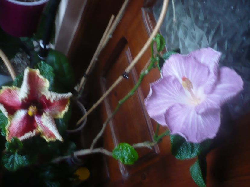 02.12.2020 - HIBISCUSI 2020-5