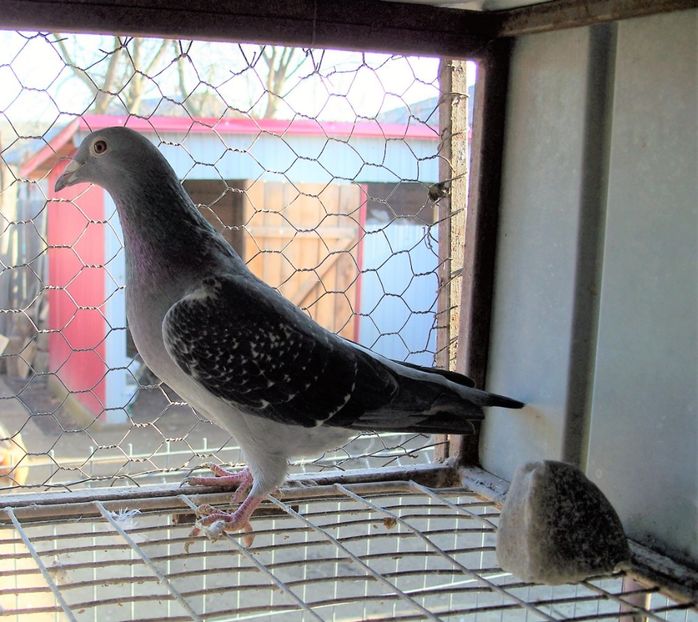 Mama campioanei de la Malta - Rezultate 2020 UCPR