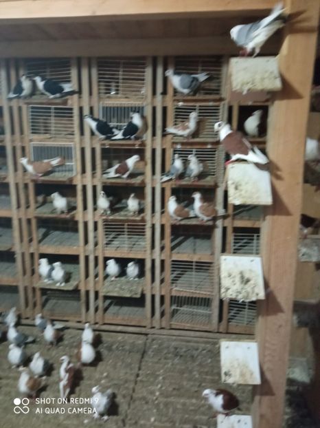  - DE PRIN PORUMBARIE