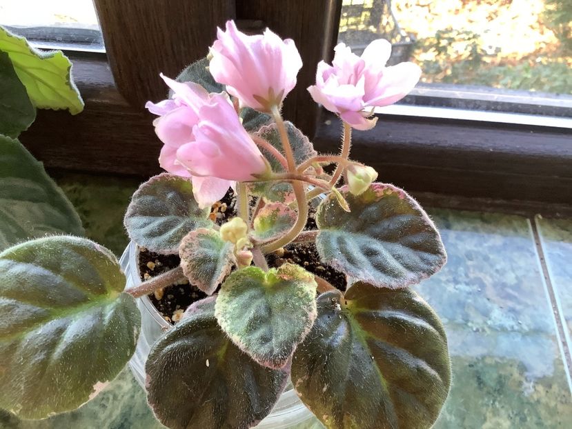 61677C25-ABE2-4503-8734-636AEE294B92 - LE Leyla