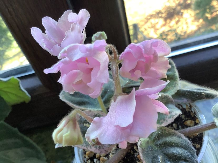 B61B8341-7666-44B9-B0E1-3B216791AE6F - LE Leyla