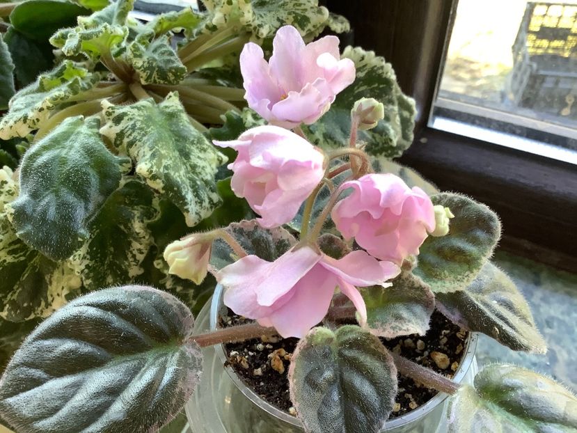 25FF6745-BC2B-4AC7-86A1-D2048C0D946D - LE Leyla