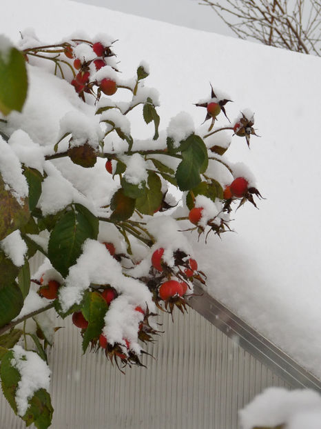  - 2020 - 04 - 2021 - 00 - Iarna