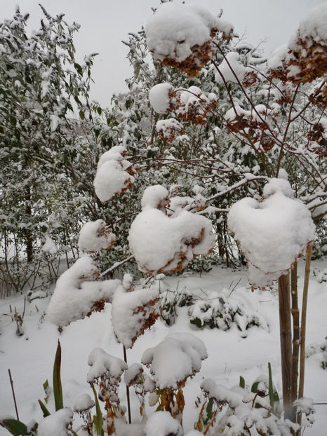  - 2020 - 04 - 2021 - 00 - Iarna