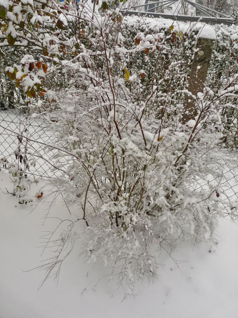  - 2020 - 04 - 2021 - 00 - Iarna