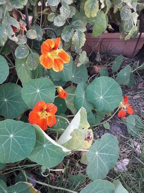 Conduraşi - Diverse