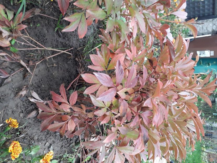 Bujori  dec 2020 - Diverse