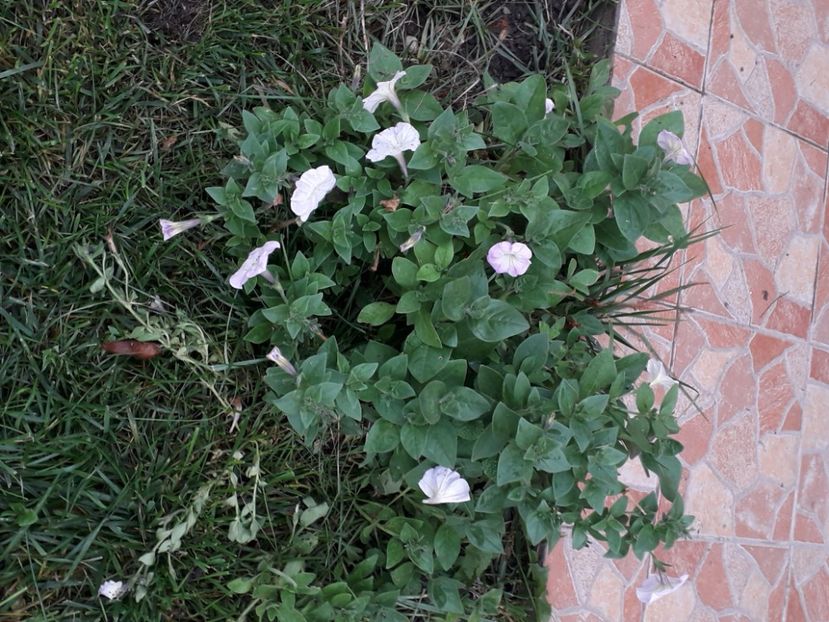 Petunii 28 nov 2020 - Diverse