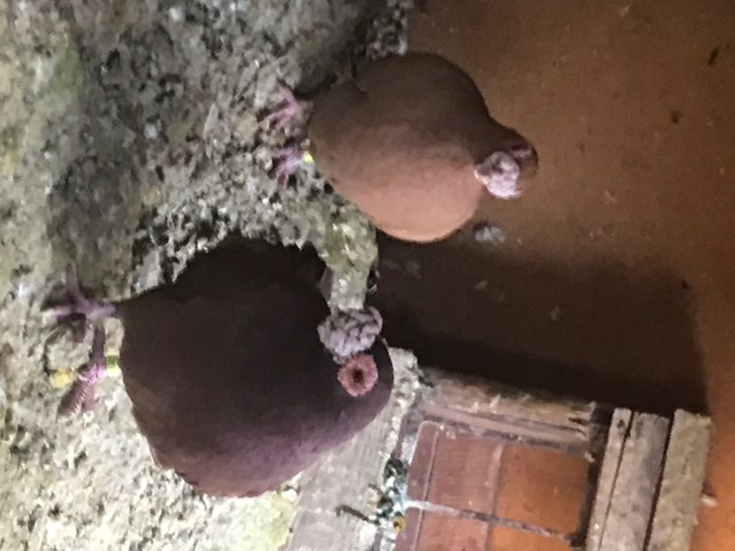 C4A2B611-BA35-40C8-A522-037D3019BFE0 - Berberi2020