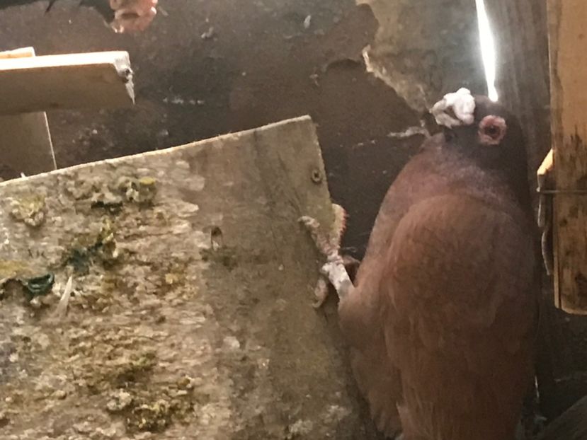 7D8E4226-90C1-4F61-92AC-DA331C18CC4F - Berberi2020