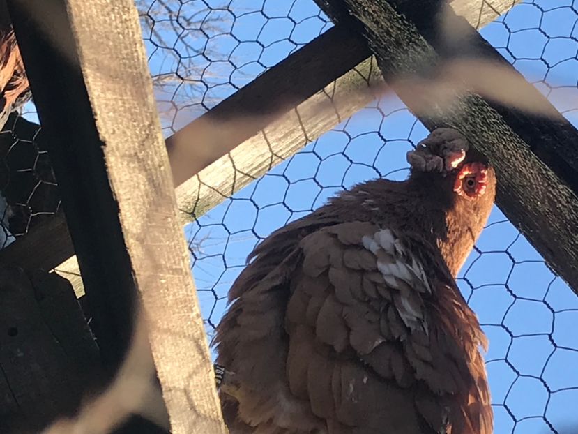 218AAC7F-5C41-4E6F-BCBB-B2E3F39A9D97 - Berberi2020