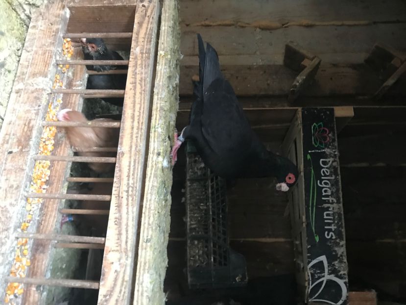 0A813193-3B8C-4E56-8514-09393F4F80F9 - Berberi2020