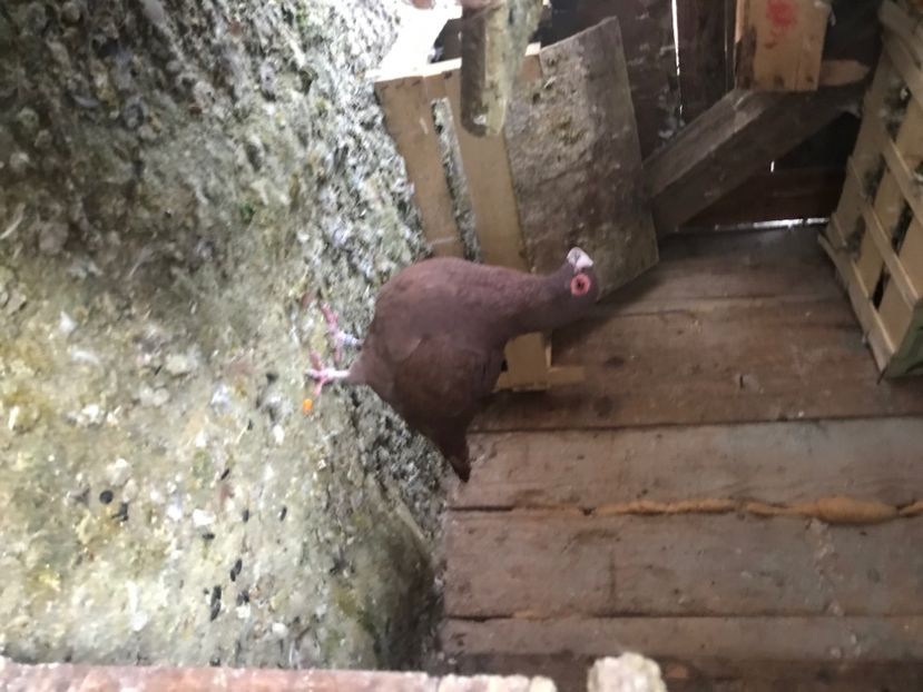 254606C3-BDDE-4BF9-8BD5-F7B1A8896122 - Berberi2020