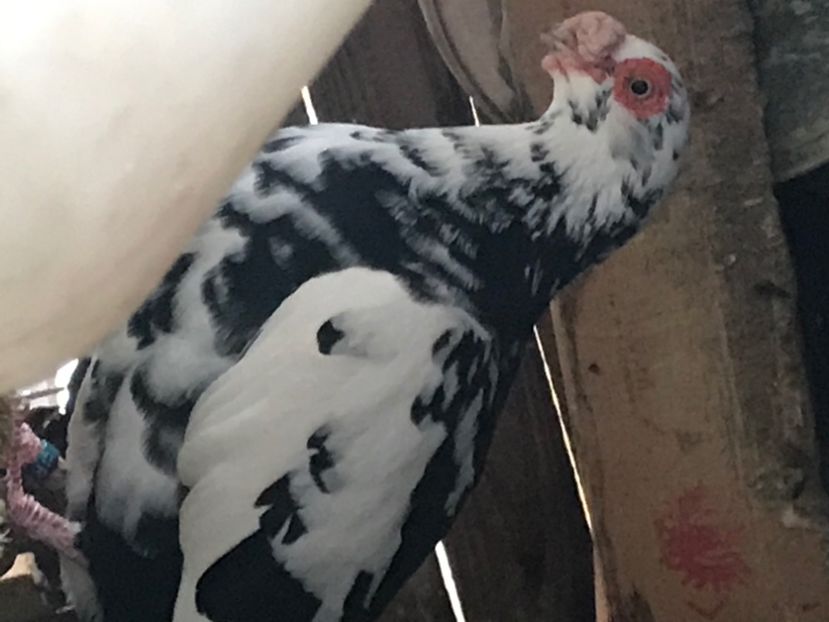 5E67EEF1-57D1-424E-AE16-2F6E18A41938 - Berberi2020