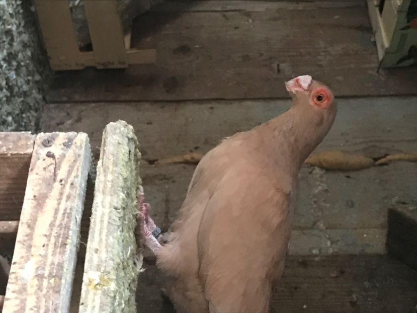 90D293E2-5A90-4733-BF21-788B3ABF8495 - Berberi2020