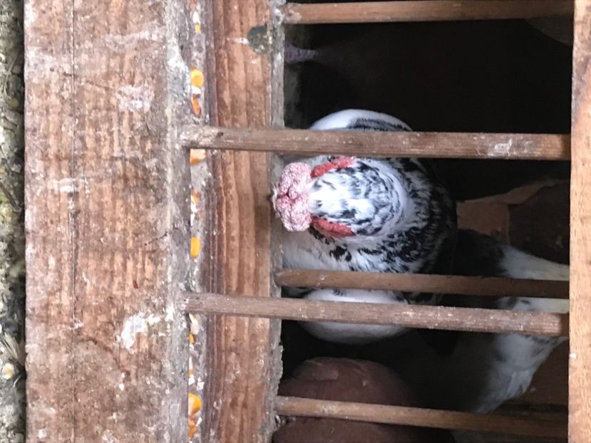 E3E48767-C2B1-4AEB-8975-23200A99189D - Berberi2020