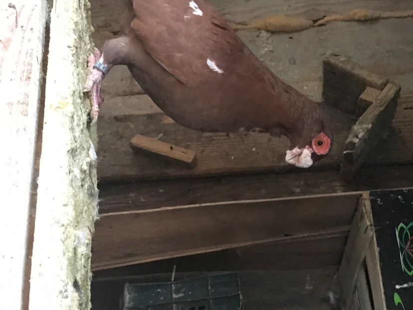 B2F98E39-8102-44D8-B30B-64333E535581 - Berberi2020