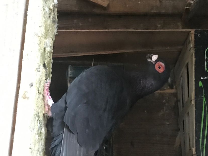 923BADAD-1374-48FD-BC85-F6F7A722A250 - Berberi2020