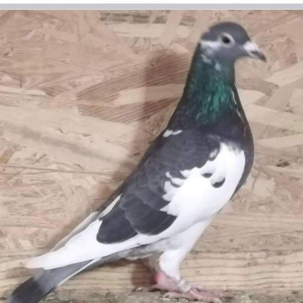  - NU IMI APARTIN ALBUM NR 2