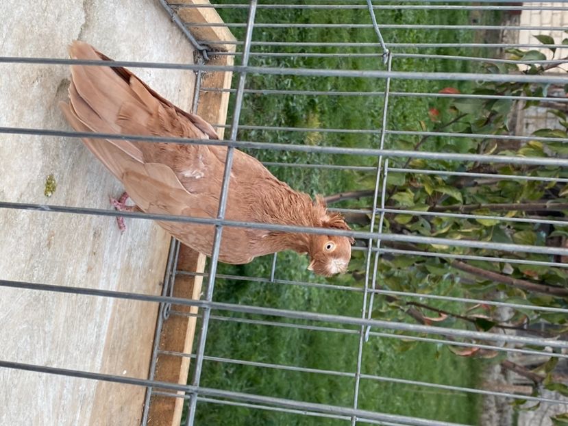 4305E41E-5331-4326-8735-52519E6CB1B2 - Jucatorii Bimotati de Ardeal