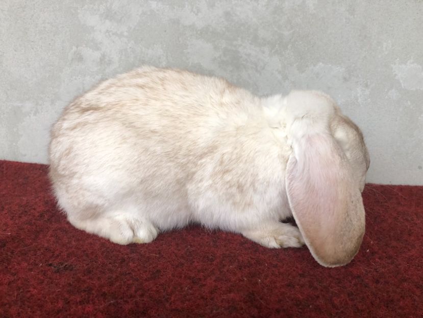 3E4CC369-A8E4-4762-88E5-8A4896E9A412 - ZZ---ARHIVA- Iepuri