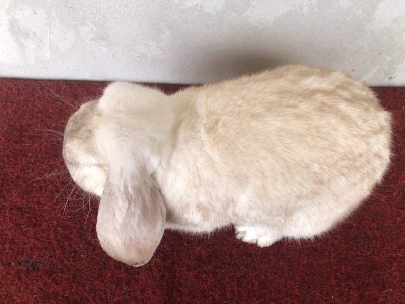 0A7753A8-3FAB-408E-BD9A-12087CC9A1F2 - ZZ---ARHIVA- Iepuri